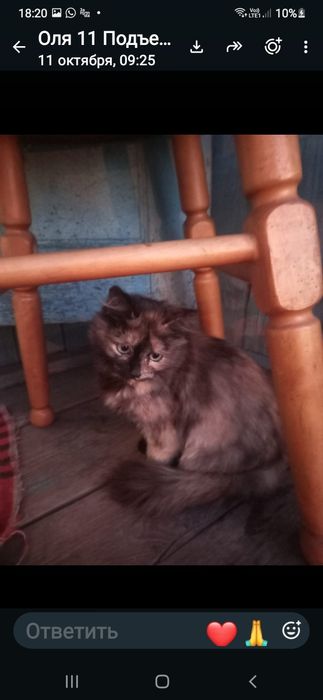 Котятам нужен дом.