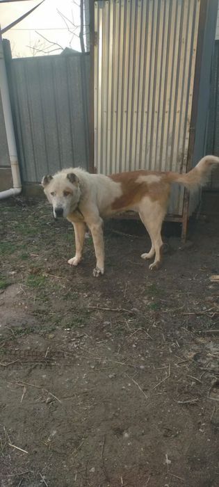 Продам мощного алабая