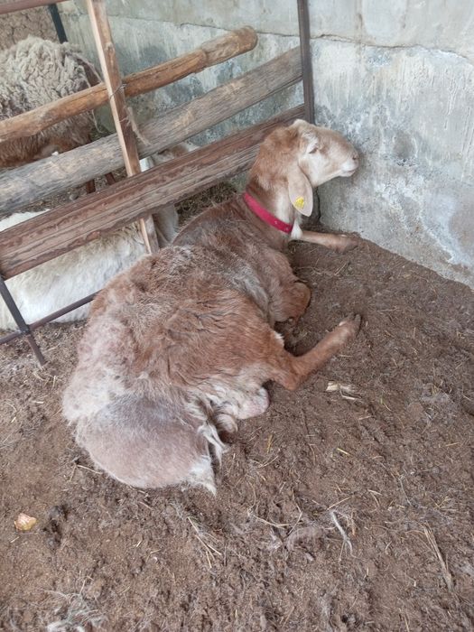 Зоти кучкор Арашан