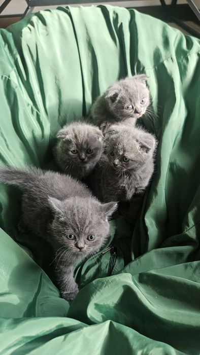 Scottish fold девочка и мальчик