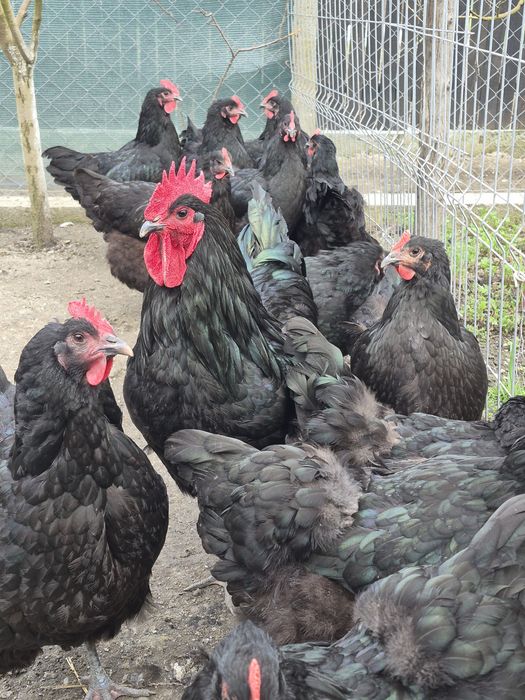 Oua incubator jersey giant