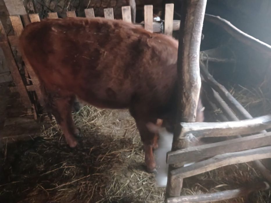 Продам двух телок