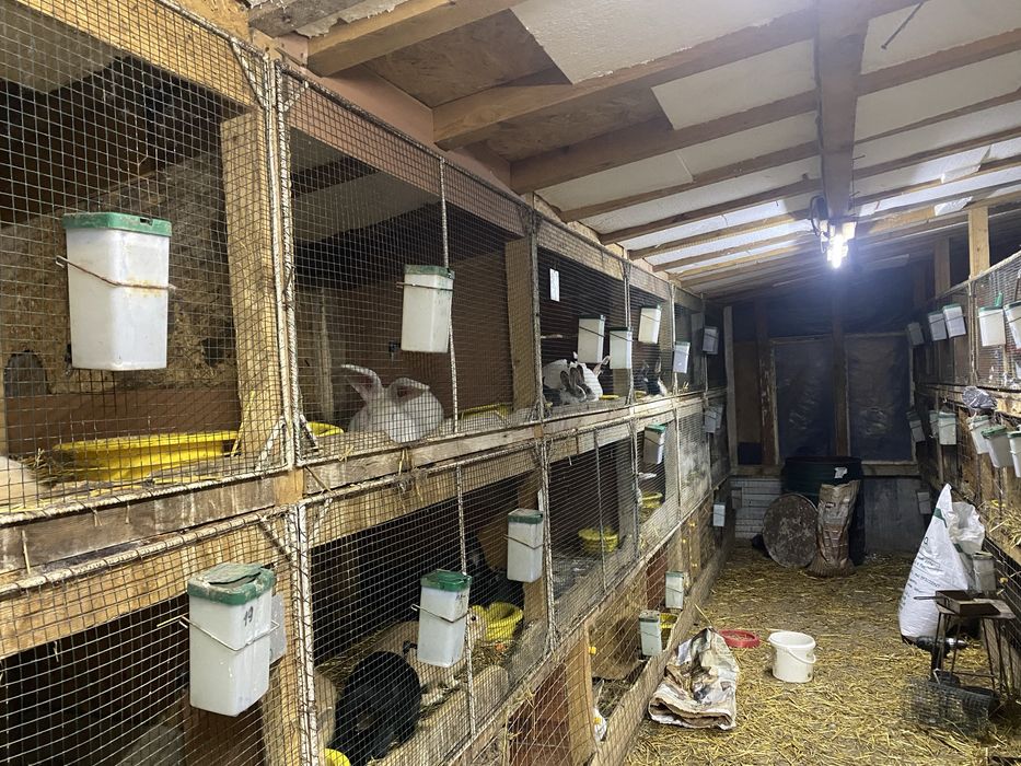 Vand pui de hycole francez 1,5luni