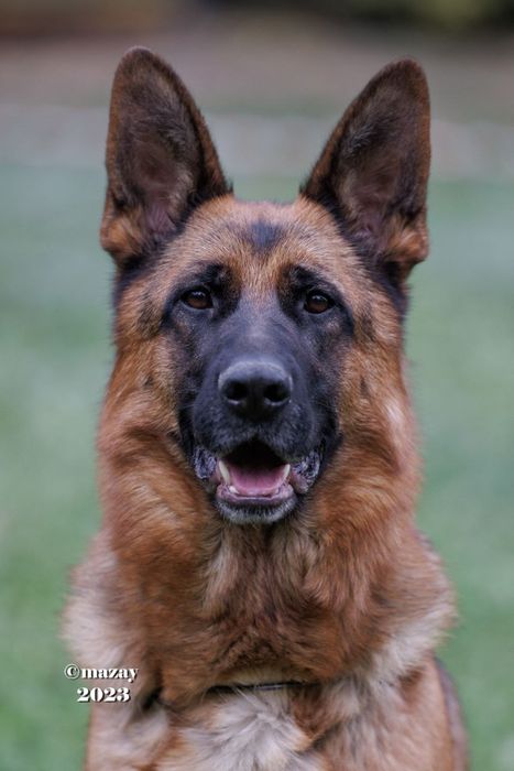 Немецкая овчарка щенки.