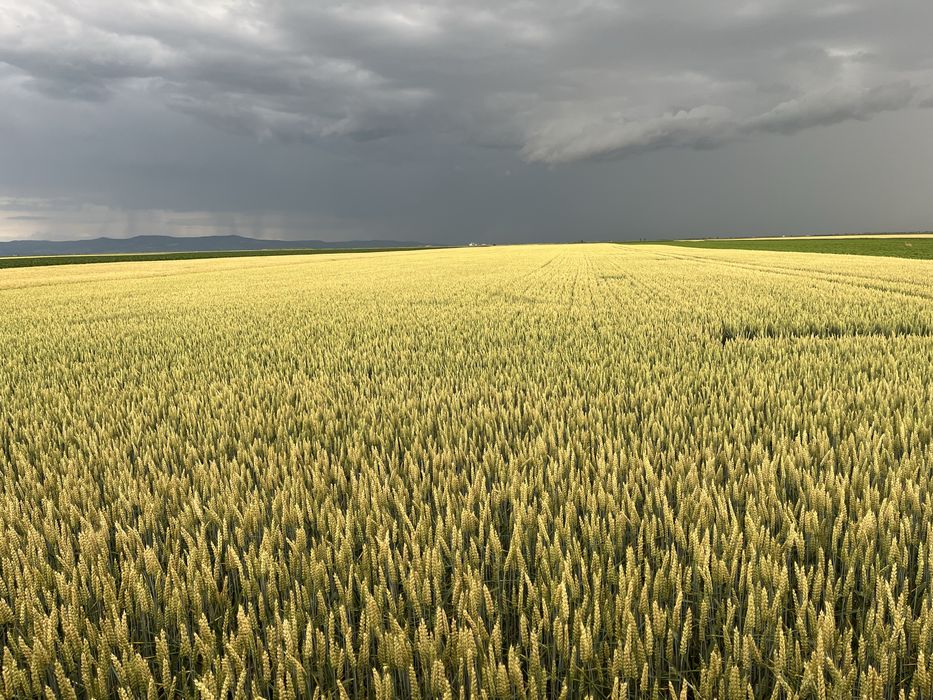 Vand grau de panificatie sau furaj