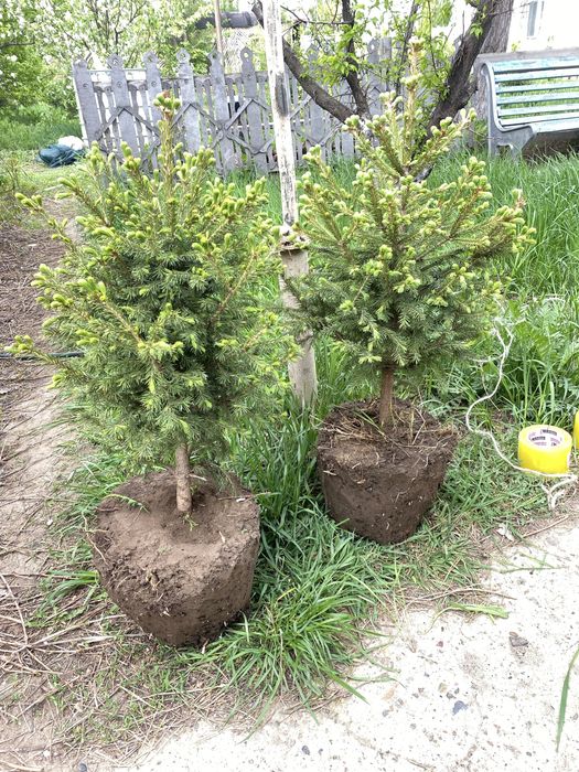 ель и сосны карагай с комом