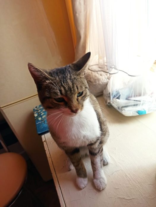 Нашёлся кот ищем хозяина