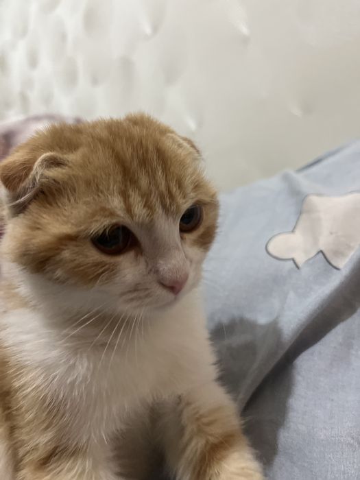 Шотландский котик Вислоуха