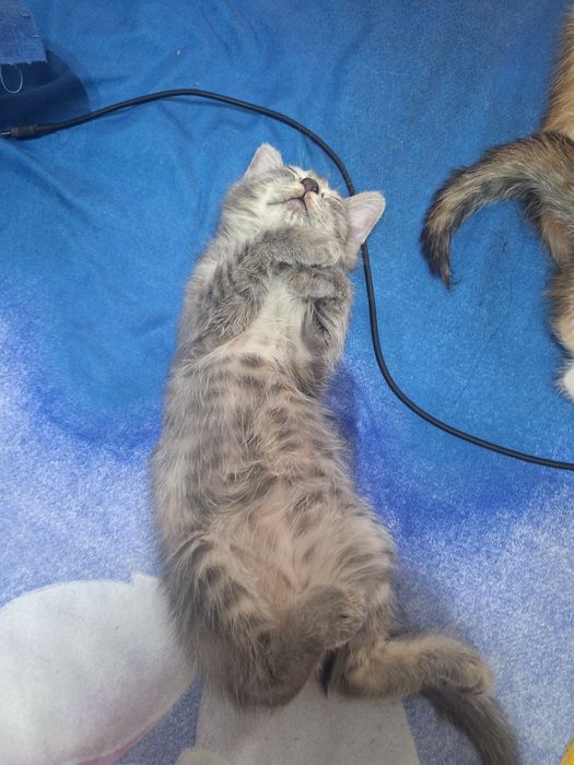 Котята ищет дом бесплатно
