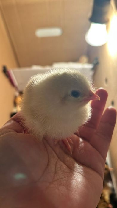 Домашние цеплята