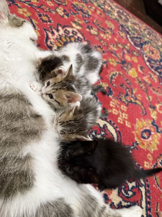 Отдам котят в добрые руки