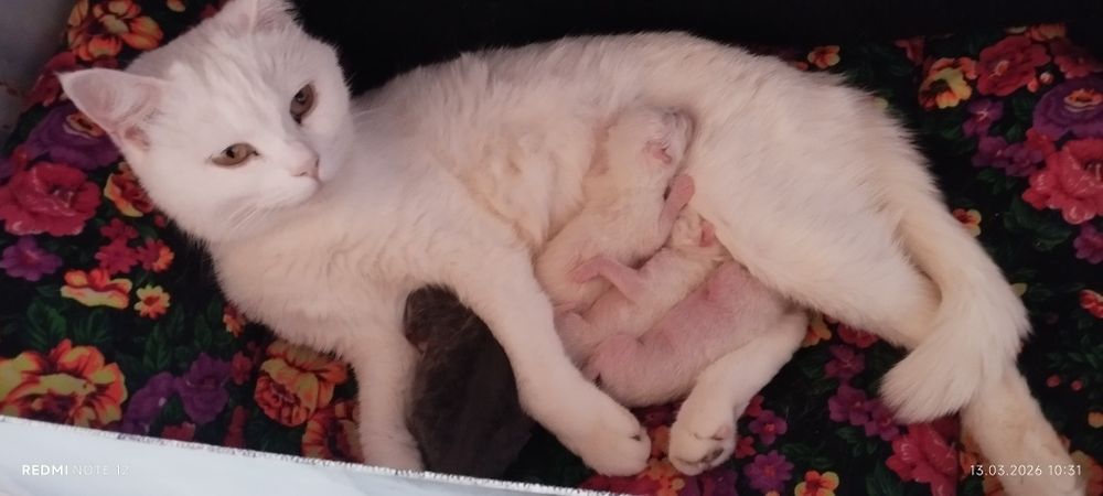 Котята шатландской пароды