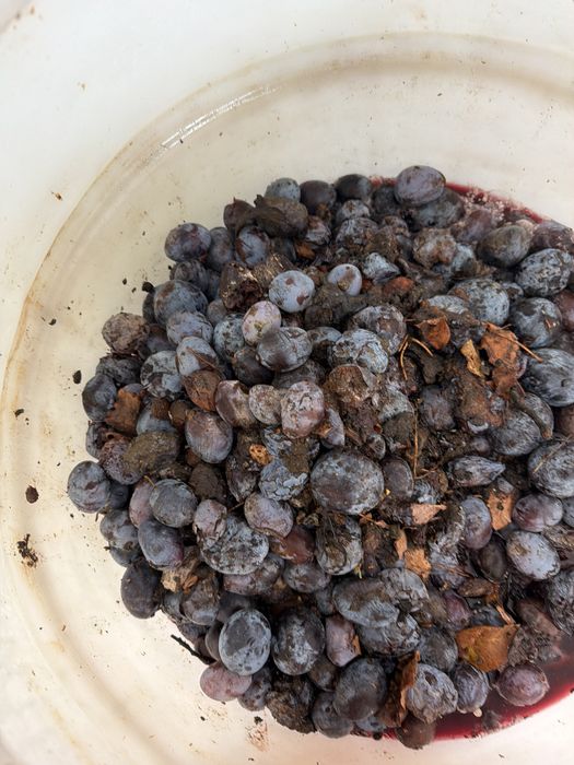 Prune pentru tuica