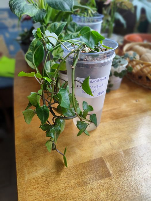 Крестовник Крупноязычковый