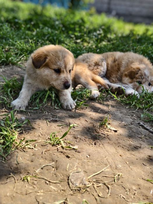 Малыши крепыши лохматенькие