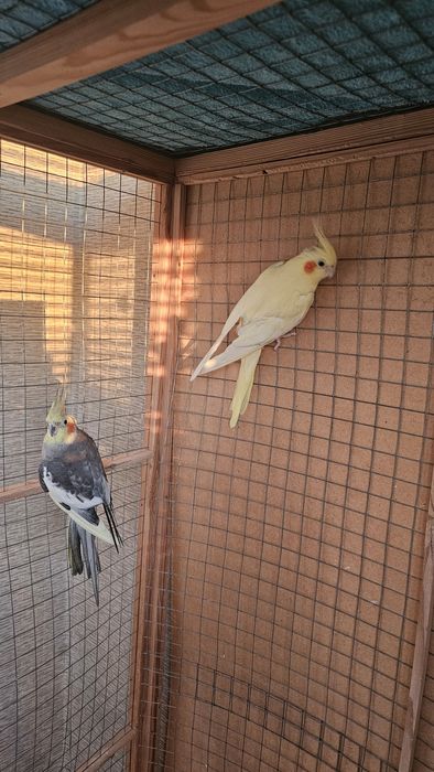 Попугай.  Пара кораллы