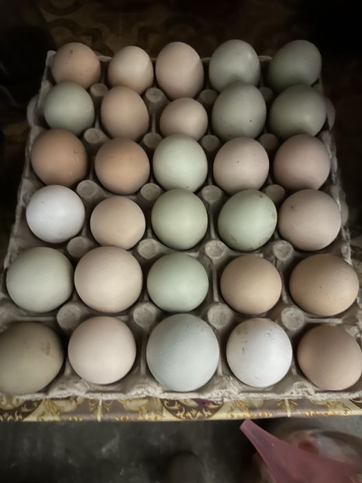 Oua consum sau incubat