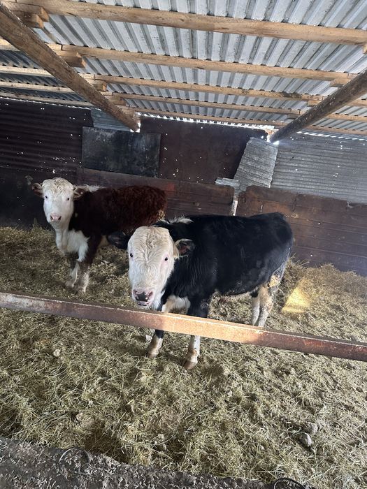 Продажа 8 белоголовых быков