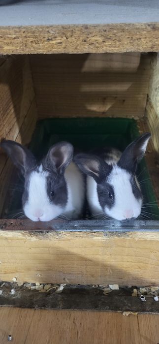 Iepuri HycoleFrancez & Alb de Pannon