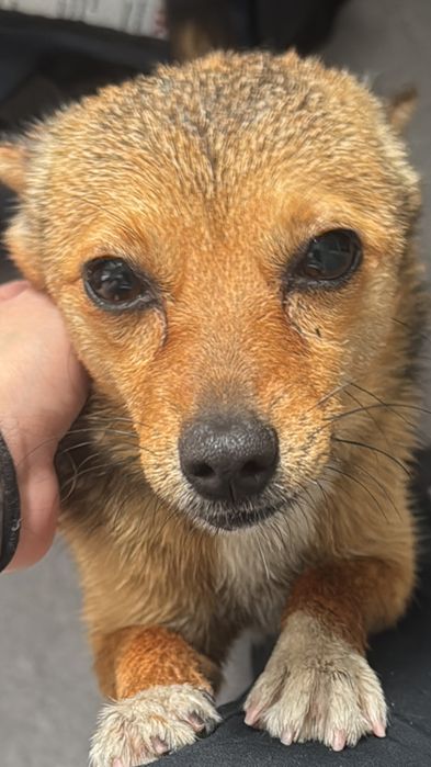 Чихуа песик в добрые руки