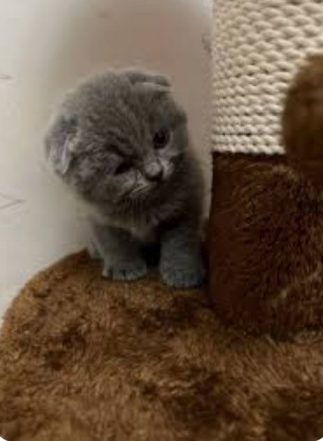 Скотиш фолд котята от правильной вязки
