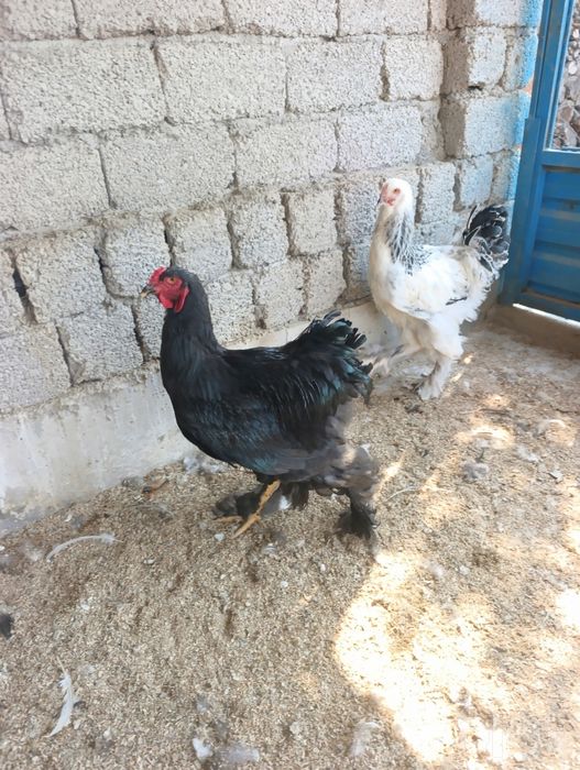 Продам петушков брамы