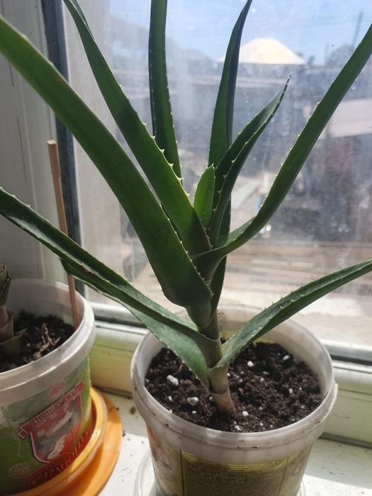Продам алоэ лечебное