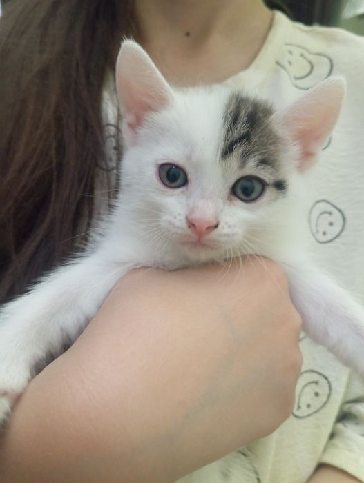 Отдам котят в хорошие руки