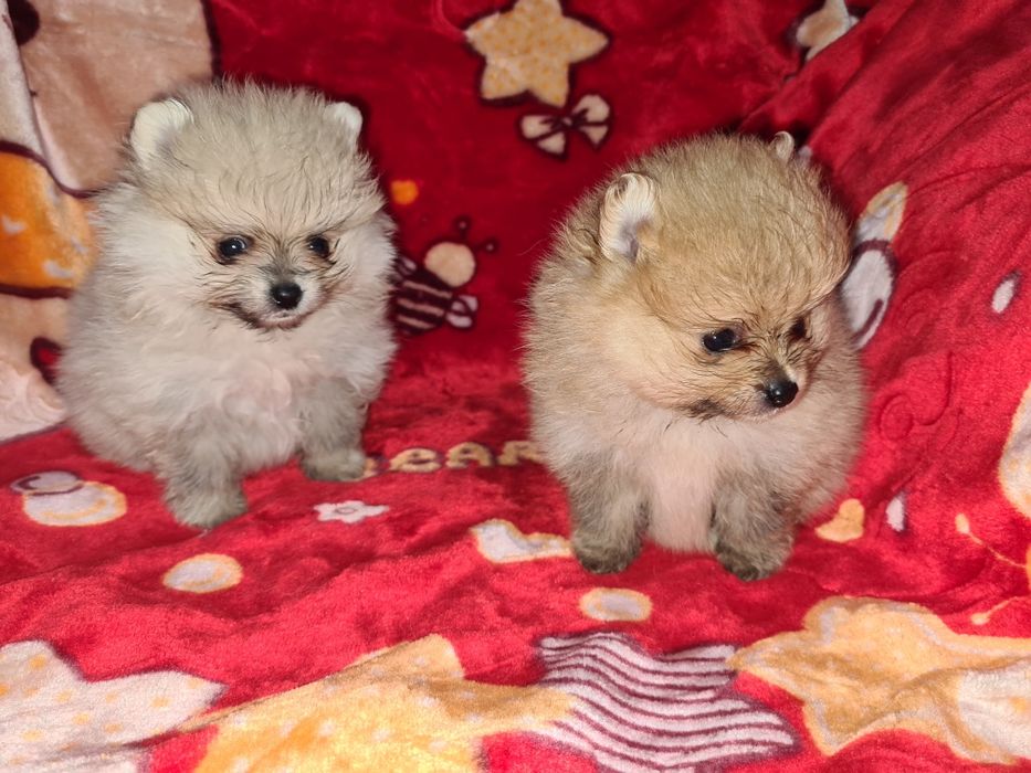 Продам очаровательных щенков шпица.