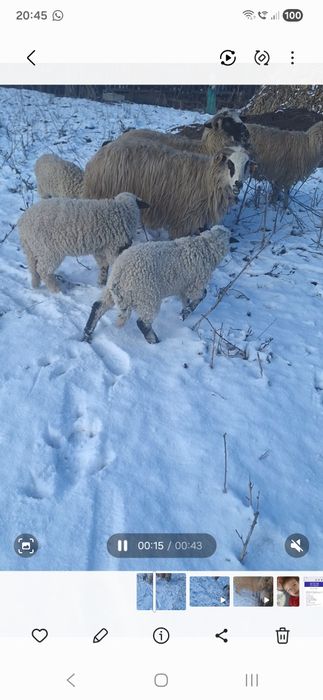 Vând oi la prima fătare.