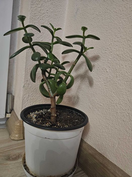 Цвете Дървото на живота