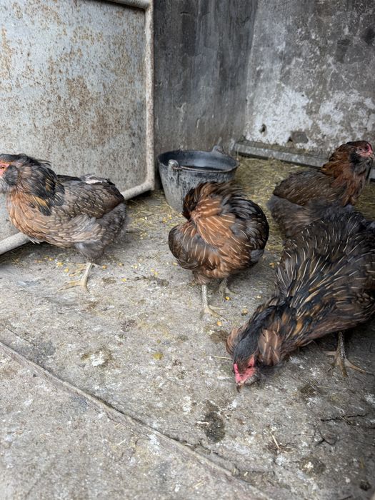 Araucana Potarnichiu Salbatic pasari si oua