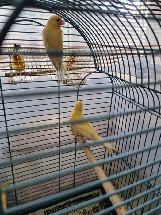 Канарейки молодые