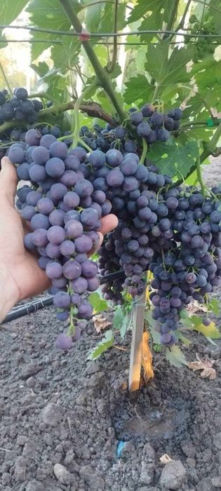 Butasi de vită de vie nu mai la un pret de 5 lei pe buc