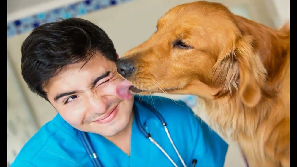 Ветеринарный врач Ветеринар вызов на дом Усыпление Кремация