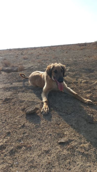 құмай тазы күшіктері сатылады