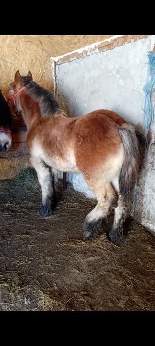 Manz ardenez mai multe detalii la telefon