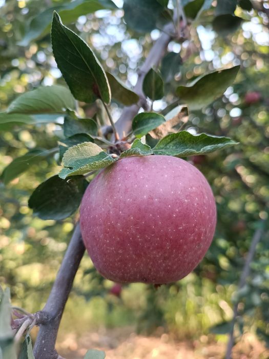 Жаннат олма (Крепсон) нави Семерянка олма нави