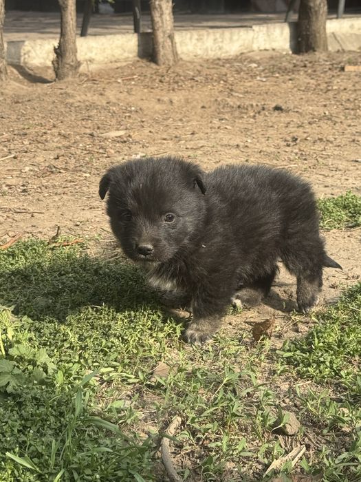 Щенята (5 штук)