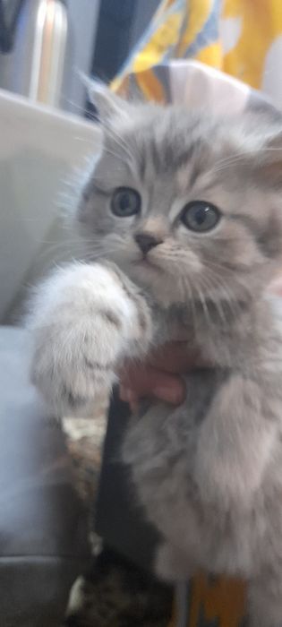 Шотланские  веслаухие котята..