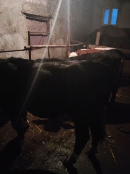 Vând Angus și Bălțați