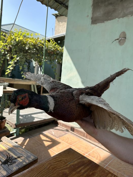 Фазан чучело