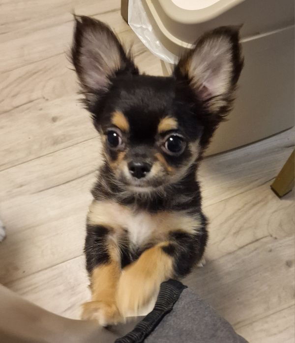 Чихуахуа девочка сука