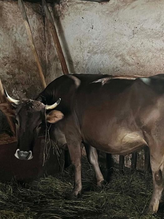 Vacă brună, 4 ani, gestantă în 8 luni cu montă rasa Angus la a doua fătare