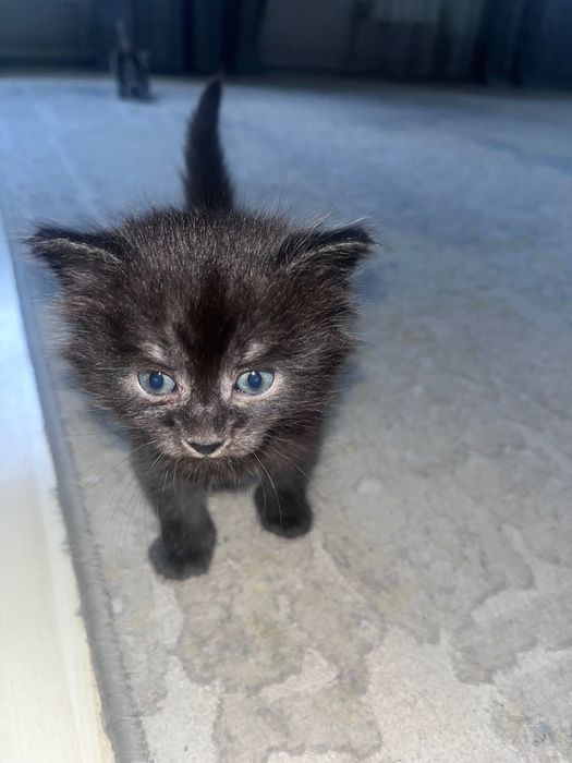 Голубоглазые котята