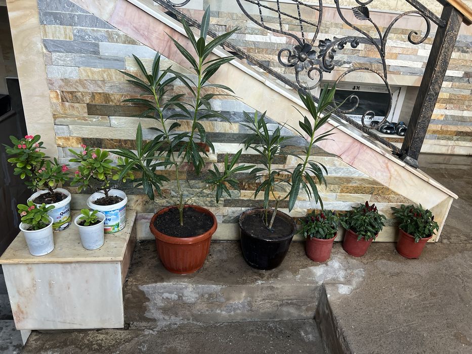 Финиковая пальма 8летняя. Есть и помнньше