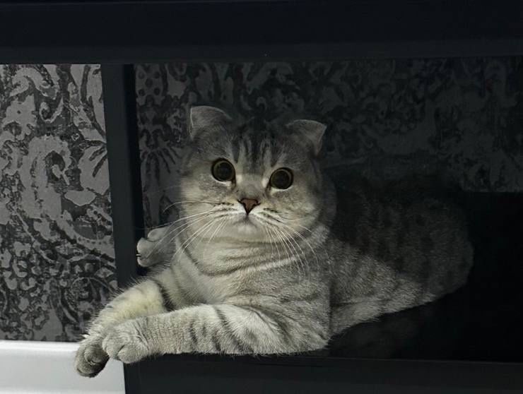 Продаётся кот. Шиншилла - Скотиш