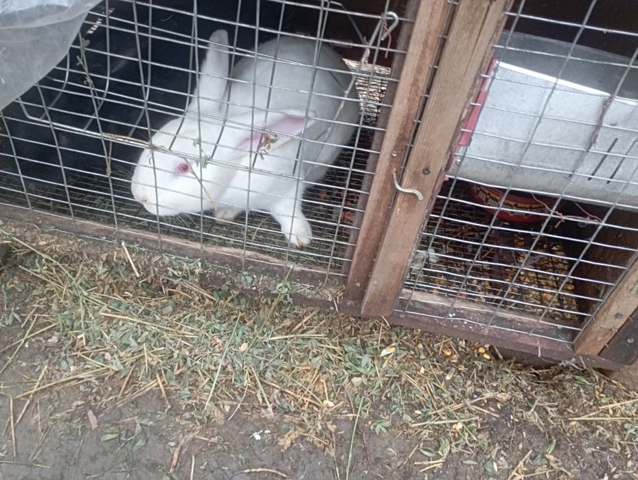 Продавам зайци  на различна  възраст  кръстоска  от  елитни  породи