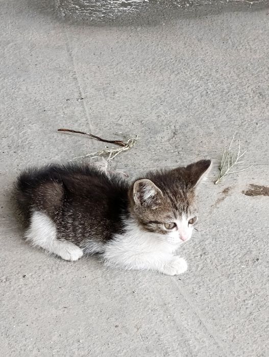 Котята, 4 штуки даром