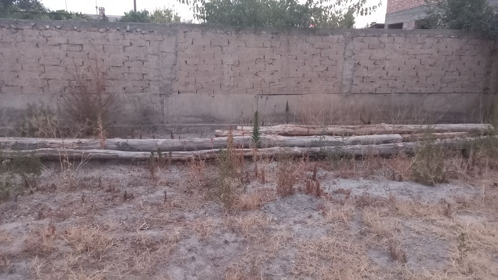 Тополь бревна...